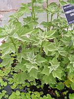 Hibiscus grandiflorus (fam Malvacees) (s-e des USA) (1) (Photo F. Mrugala)